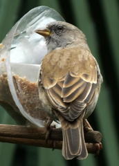 Passer diffusus stygiceps