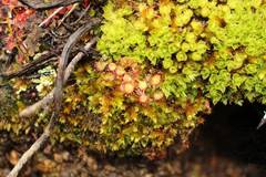 Pleurophascum occidentale