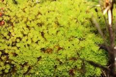 Pleurophascum occidentale