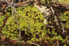 Pleurophascum occidentale