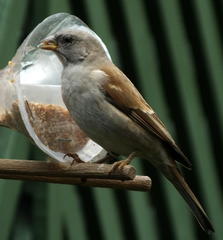 Passer diffusus stygiceps