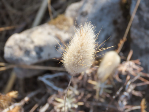 Hare's Tail Grass