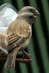 Passer diffusus stygiceps