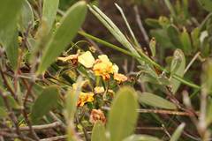 Diuris conspicillata