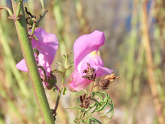 Antirrhinum tortuosum