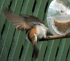 Passer diffusus stygiceps