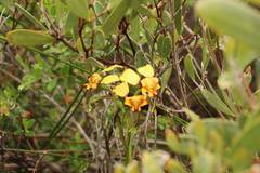 Diuris conspicillata