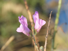 Antirrhinum tortuosum