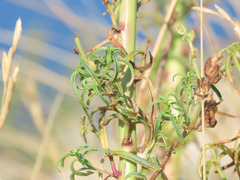 Antirrhinum tortuosum
