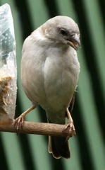 Passer diffusus stygiceps