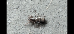 Latonigena auricomis