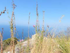 Antirrhinum tortuosum