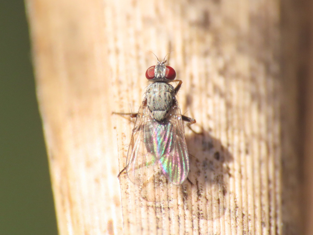 Coenosia attenuata