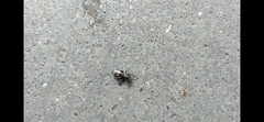 Latonigena auricomis