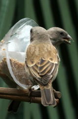 Passer diffusus stygiceps