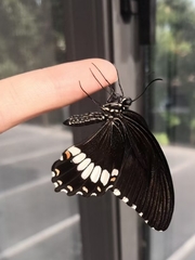 Papilio polytes