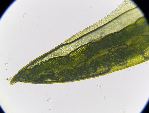 Image of Oligotrichum hercynicum by (c) Helen Waterman, some rights reserved (CC BY)