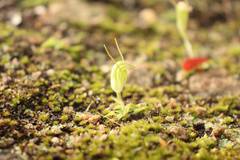 Pterostylis lortensis
