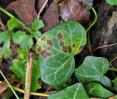 Colletotrichum trichellum
