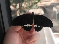 Papilio polytes