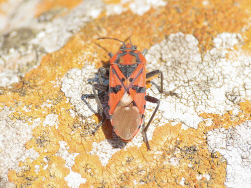 Ligia militare
