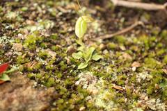 Pterostylis lortensis