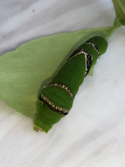 Papilio polytes