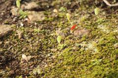 Pterostylis lortensis