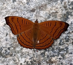 Pseudergolis wedah