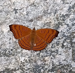 Pseudergolis wedah