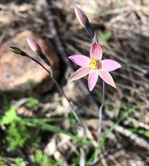 Thelymitra luteocilium