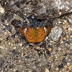 Pseudocoladenia dan
