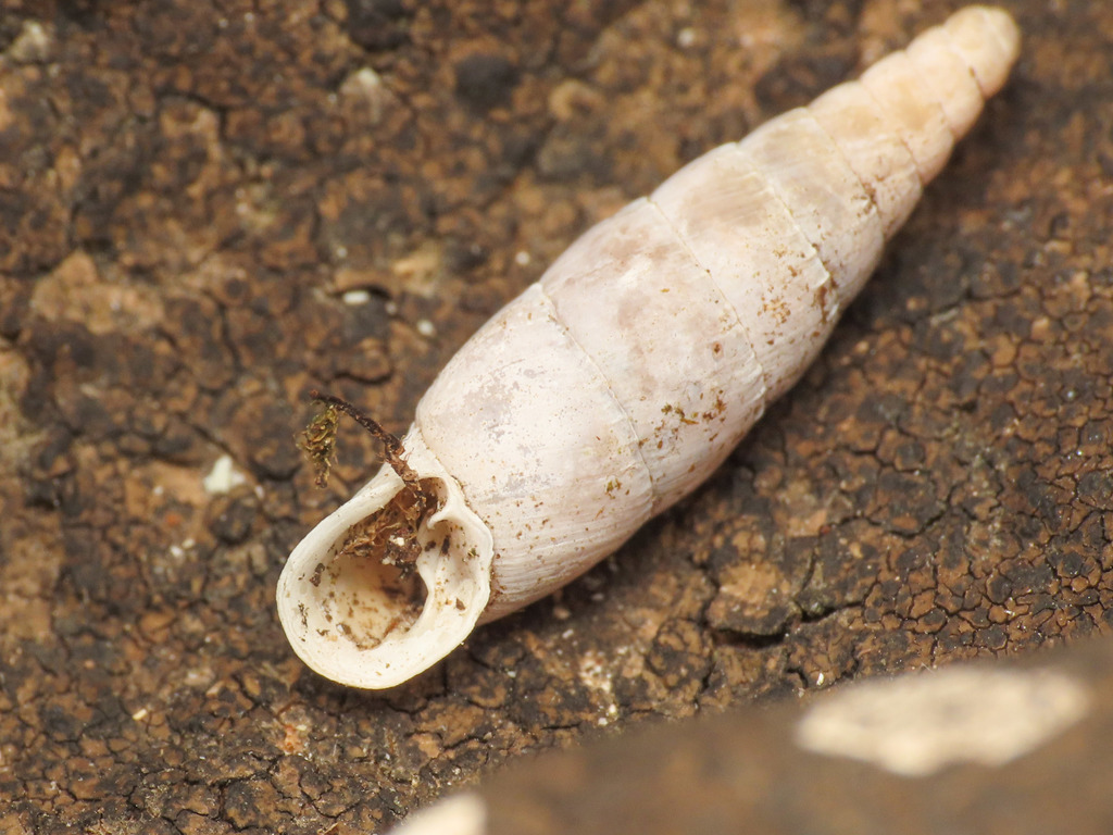 Leucostigma candidescens