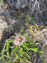Grevillea phylicoides