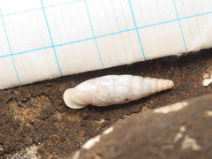 Leucostigma candidescens