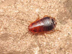 Loboptera