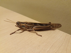 Nomadacris septemfasciata