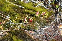 Utricularia menziesii