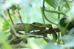 Atheris hispida