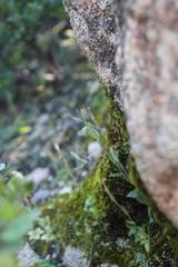 Pterostylis timothyi