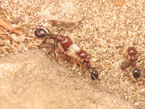 Canary Islands Harvester Ant