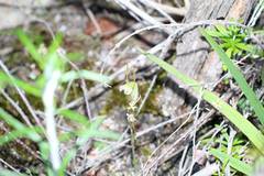 Pterostylis timothyi