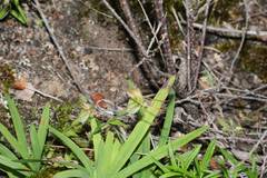 Pterostylis timothyi