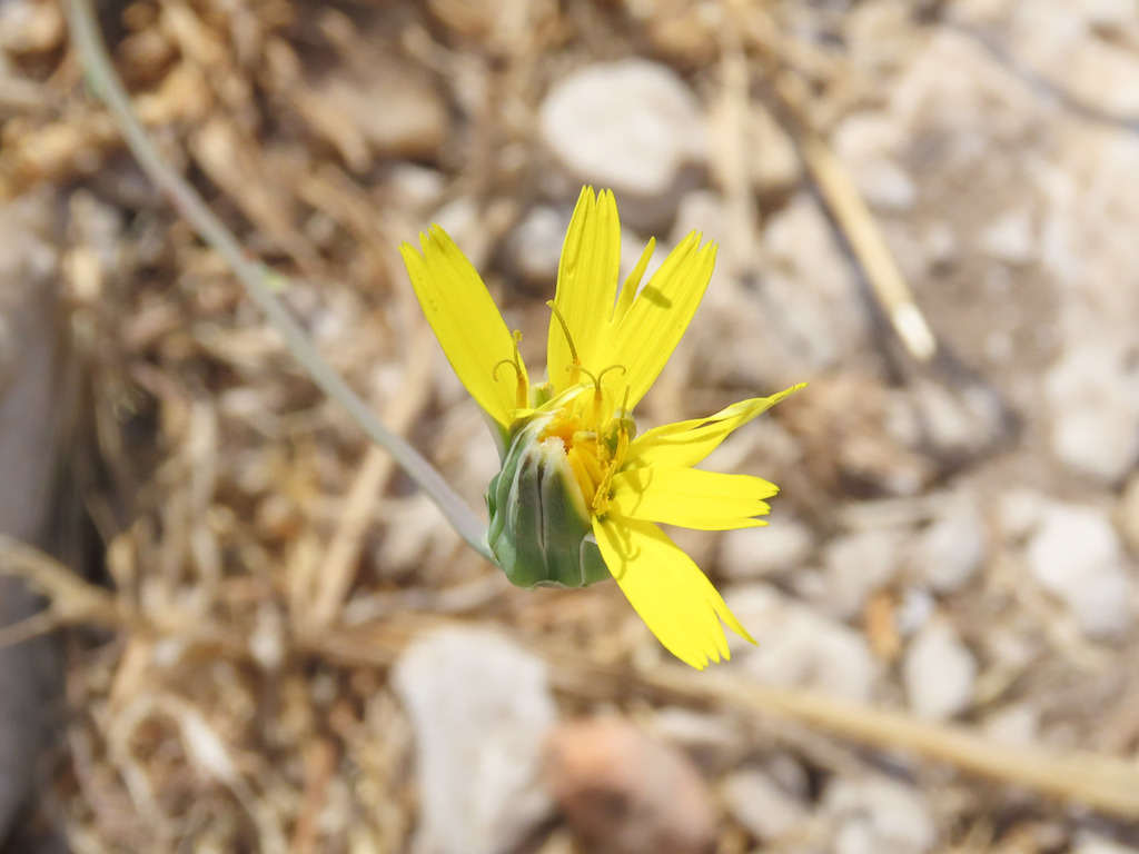 Grattalingua comune