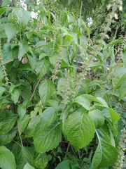 Coleus scutellarioides