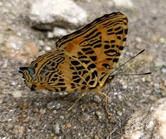 Symbrenthia niphanda