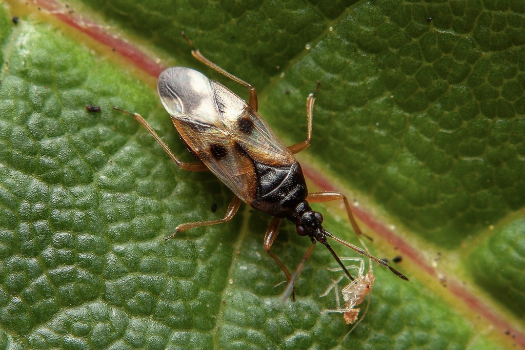 Common Flowerbug