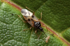 Common Flowerbug
