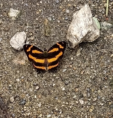 Symbrenthia niphanda