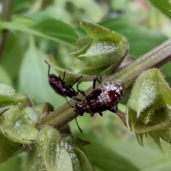 Liorhyssus